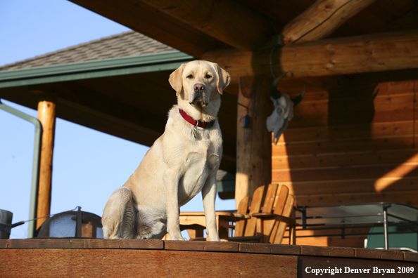 Yellow Labrador Retriever on deck