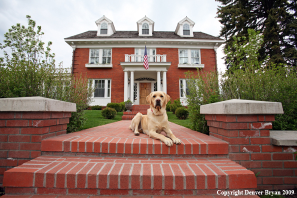 Yellow Labrador Retriever in front of house