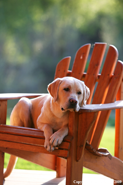 Yellow Labrador Retriever in chair