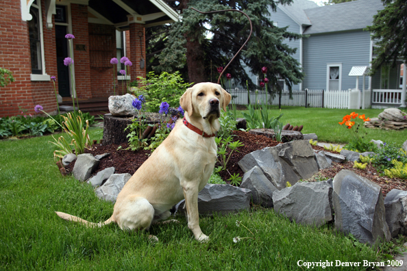 Yellow Labrador Retriever by flowers
