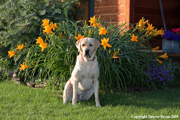 Yellow Labrador Retriever by flowers