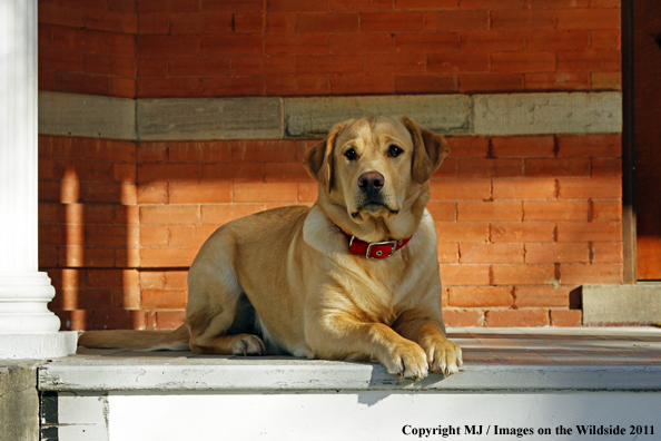 Yellow Labrador Retriever 