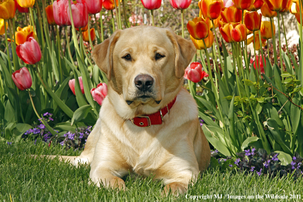 Yellow Labrador Retriever.
