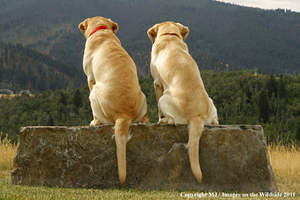 Yellow Labrador Retrievers.