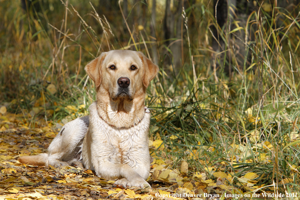 Yellow Labrador Retriever.