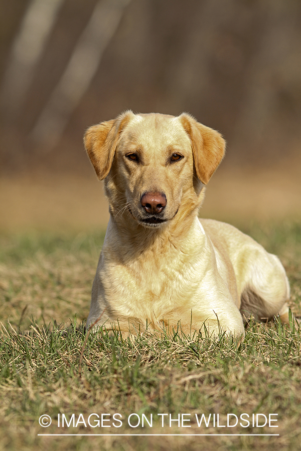 Yellow Labrador Retriever in field