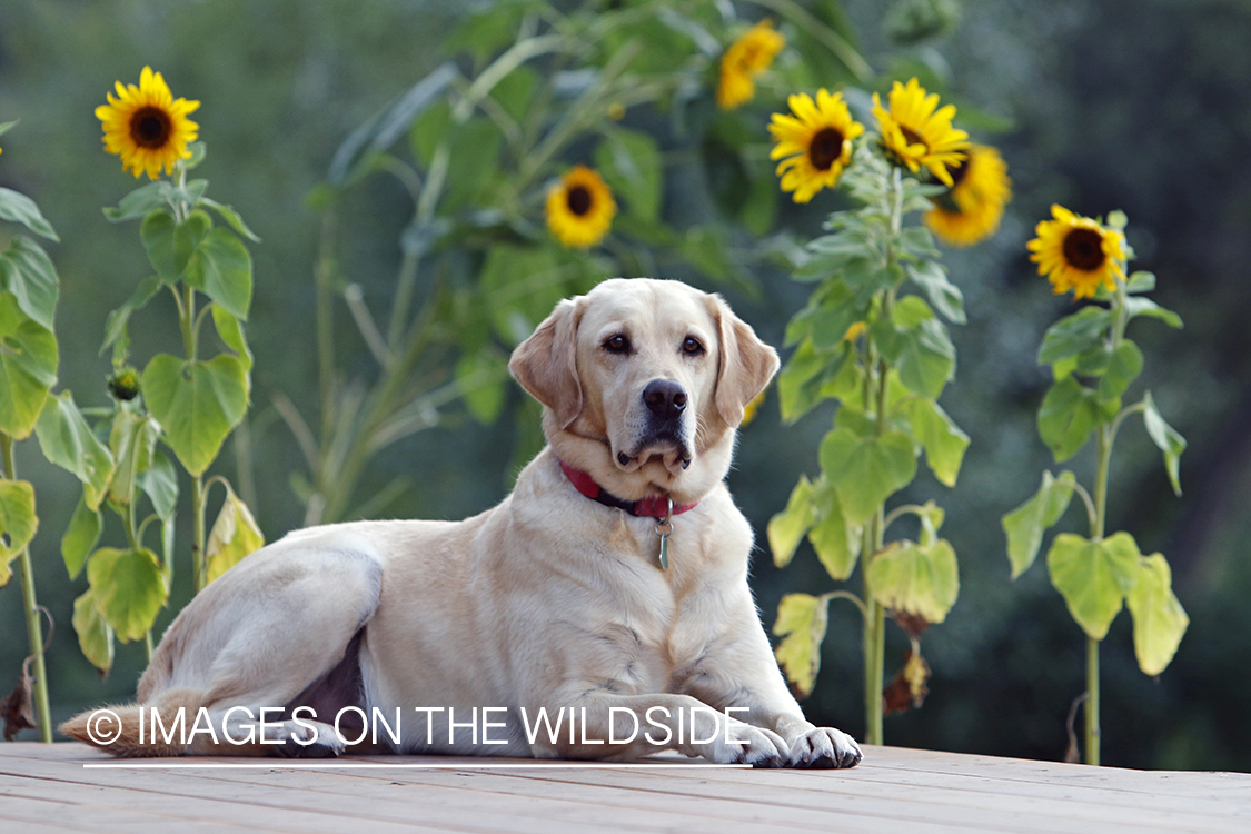 Yellow Labrador Retriever infront of sunflowers.