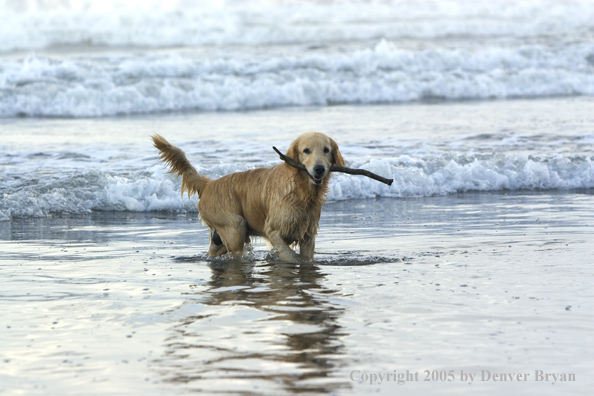 Golden Retriever fetching stick on beach.