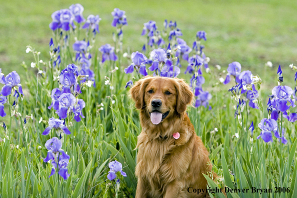 Golden Retriever with flowers.