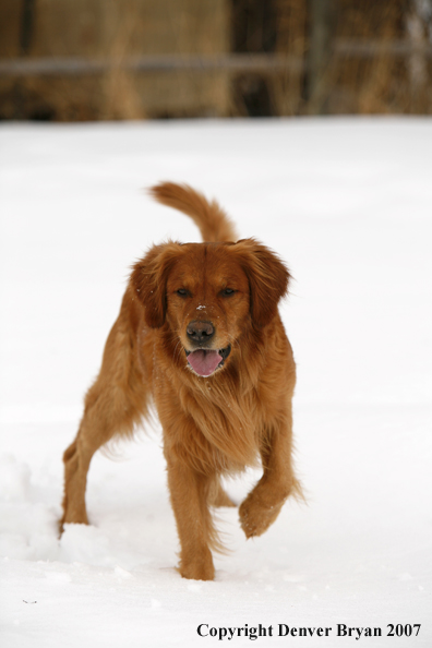 Golden Retriever in the snow.