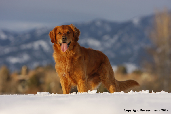 Golden Retriever in the winter