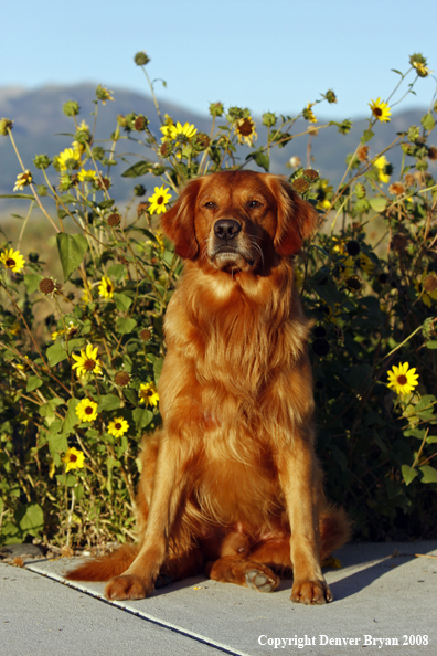 Golden Retriever 