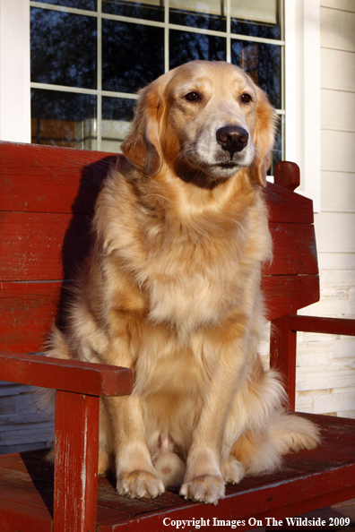 Golden Retriever