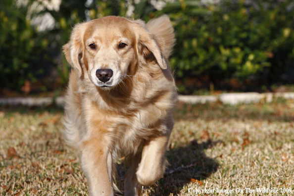 Golden Retriever