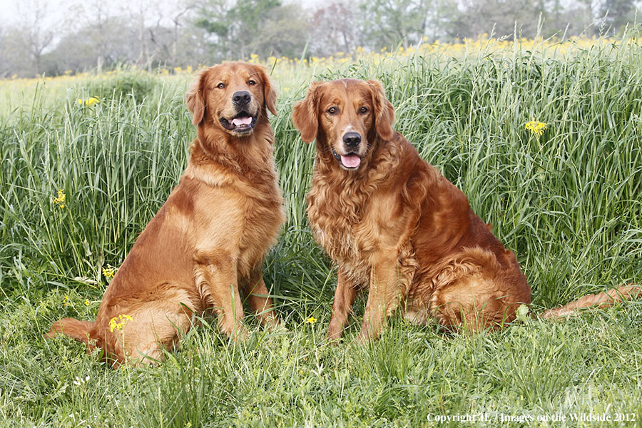 Golden Retrievers.