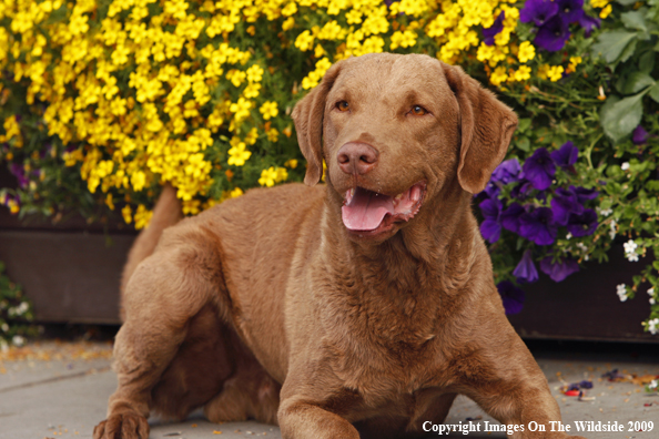 Chesapeake Bay Retriever
