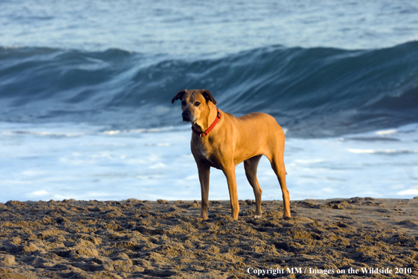 Rhodesian Ridgeback on beach