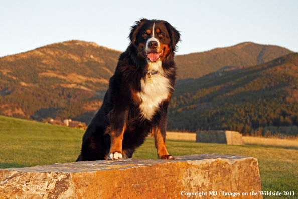 Bernese Mountain Dog.