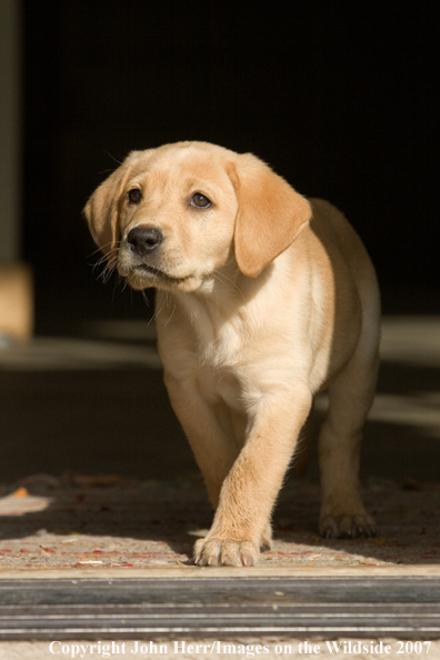 Yellow Labrador Retriever puppy.