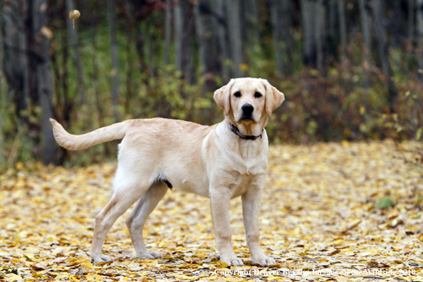 Yellow Labrador Retriever Puppy