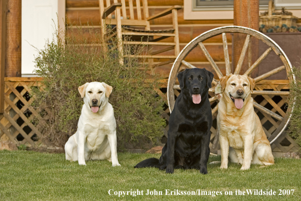 Black and Yellow Labrador Retrievers