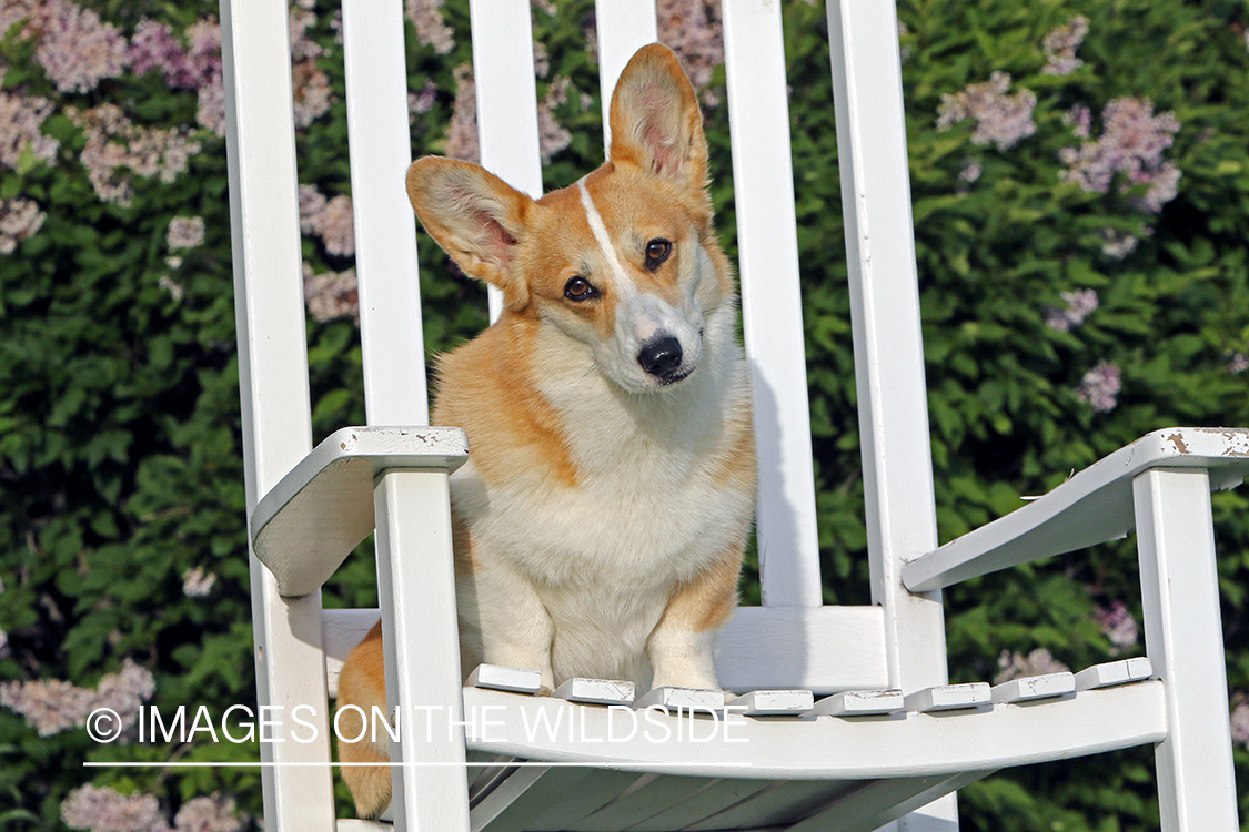 Welsh Corgi sitting on chair.