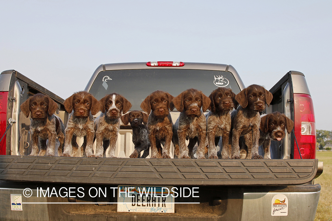 Wirehaired Pointing Griffon puppies in bed of pickup.