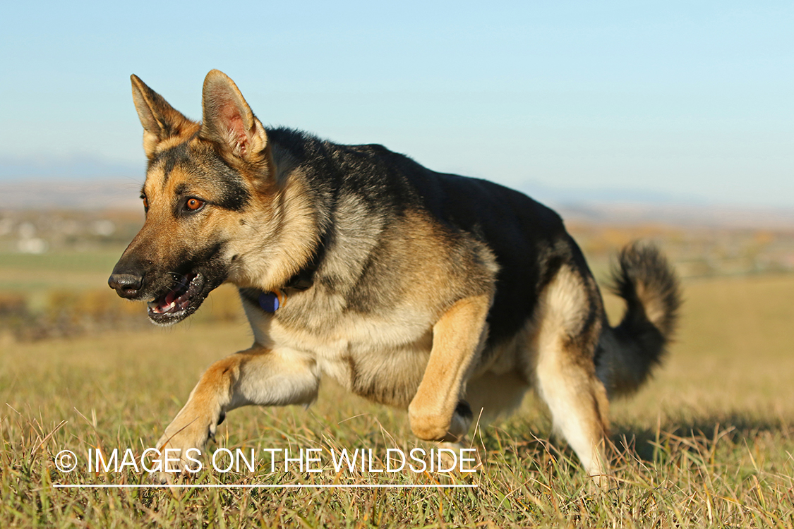 German Shepherd running in grass.
