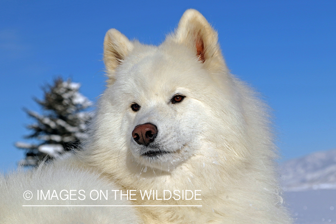 Samoyed in snow.