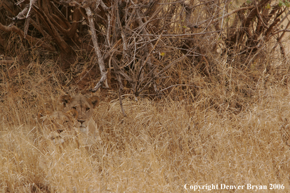African lionesses laying