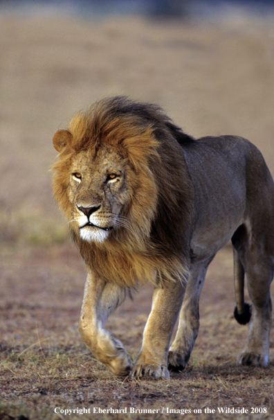 African Lion