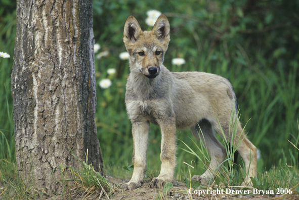 Gray wolf pup in habitat.