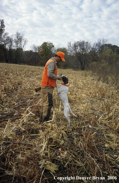 Upland game bird hunter rewarding dog.