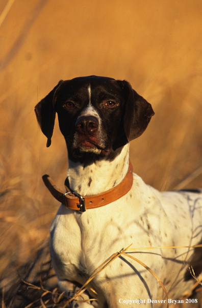German Shorthair Pointer in field