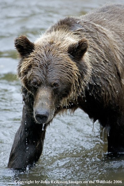 Brown bear in habitat.