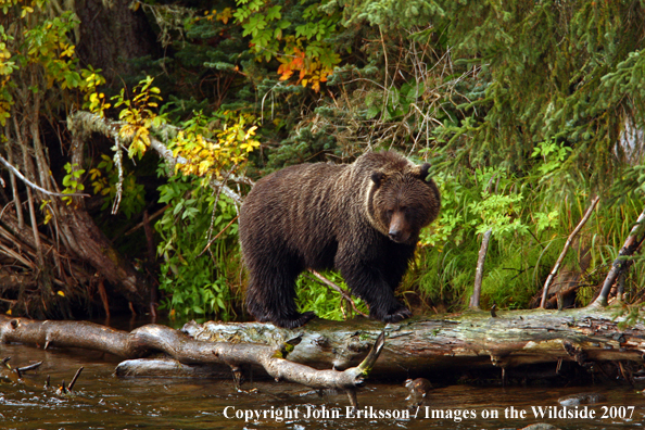 Grizzly/Brown Bear in habitat