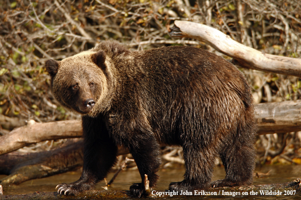 Grizzly bear in habitat