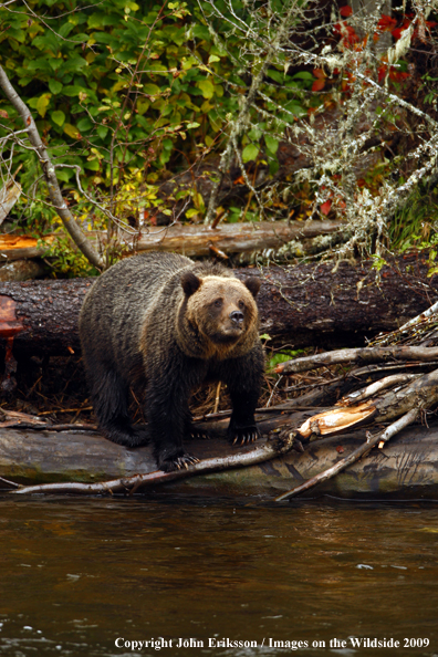Brown/Grizzly Bear in habitat