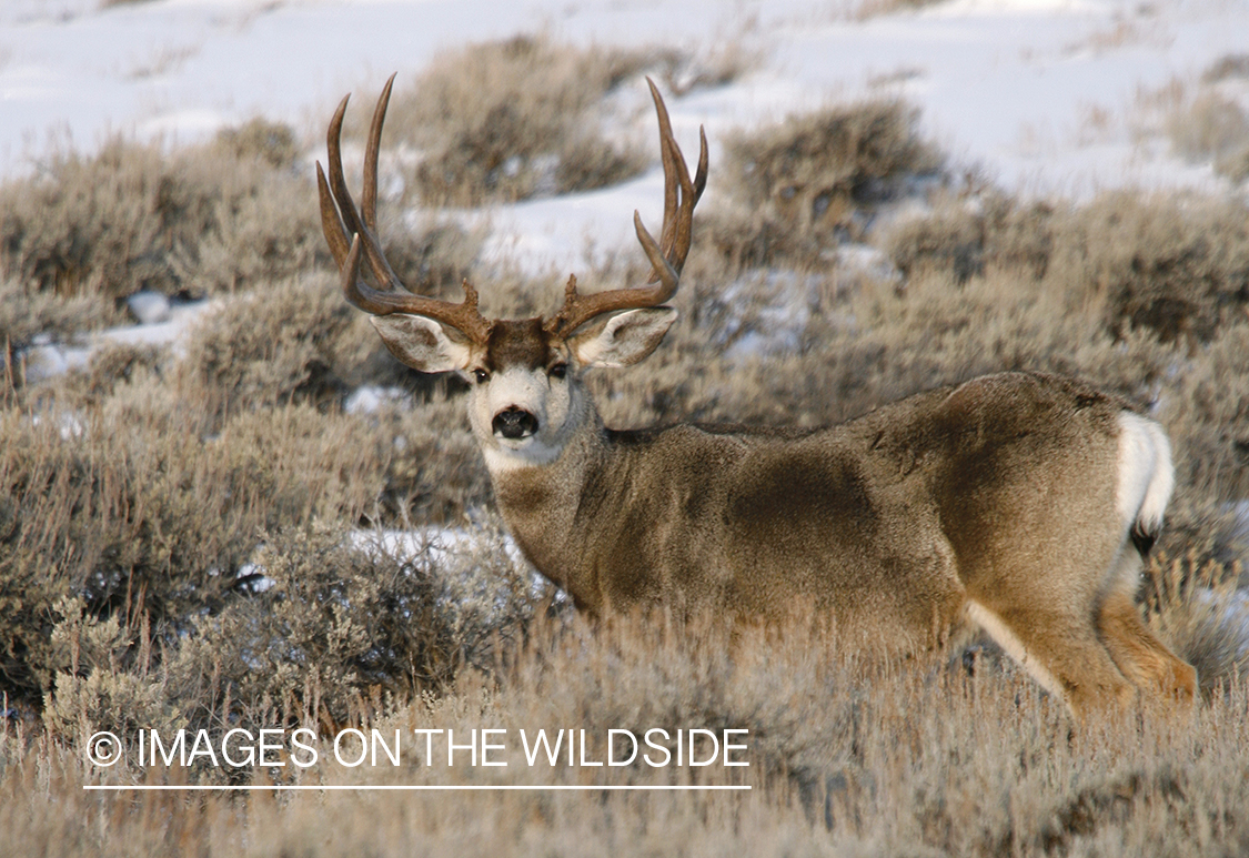 Mule deer in habitat