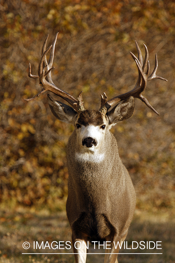 Mule deer 