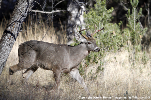 Coues white-tailed buck in field in Arizona. 