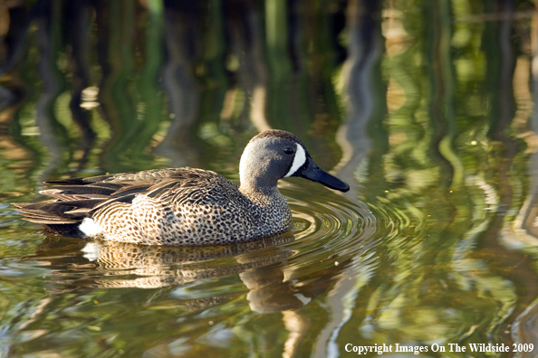 Blue-winged Teal on water