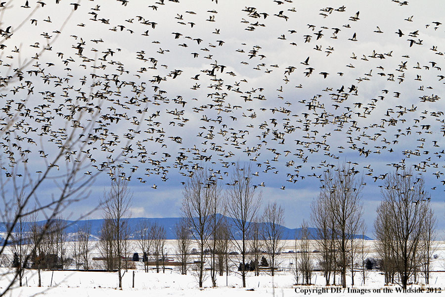Large flock of Mallards in habitat.
