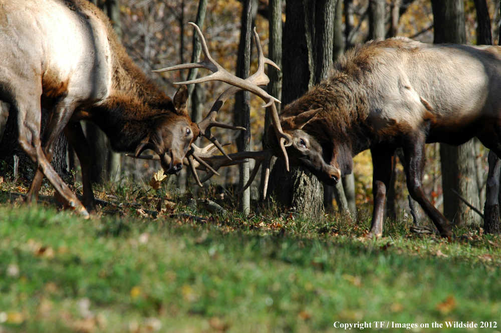 Bull elk fighting. 