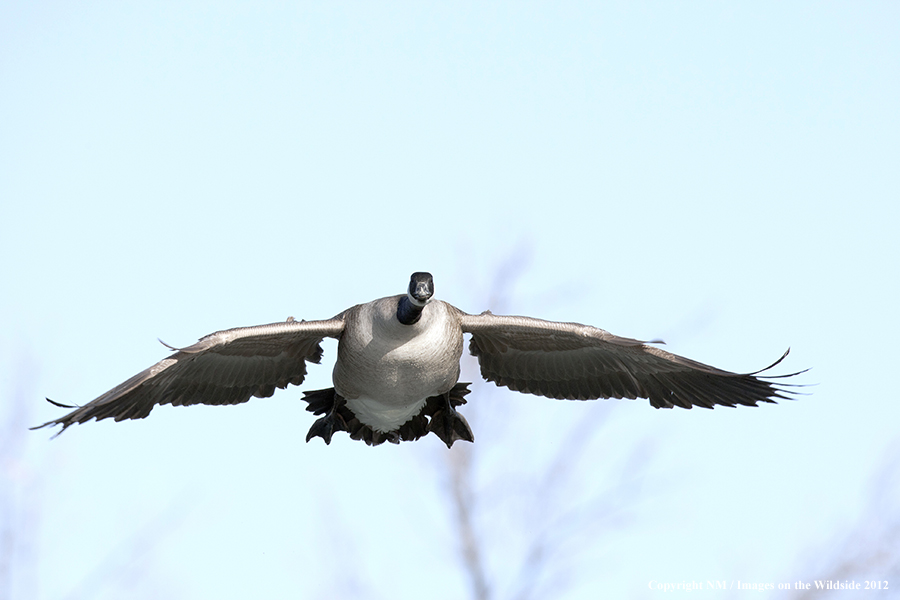 Canadian goose flying.