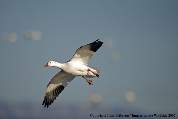 Snow geese in habitat