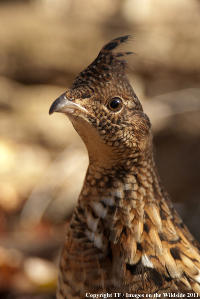Ruffed Grouse in habitat. 