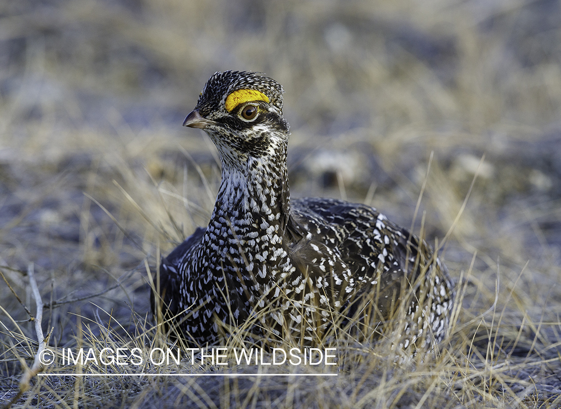 Sharp-tailed Grouse