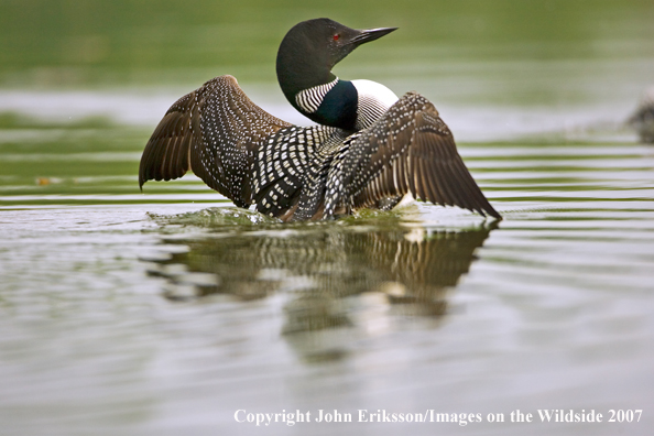 Loon displaying