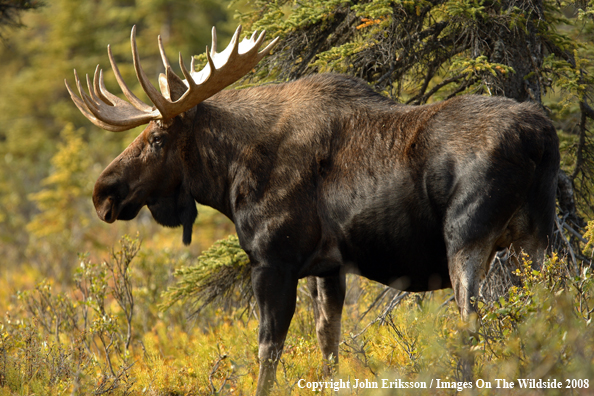 Bull Moose in Habitat